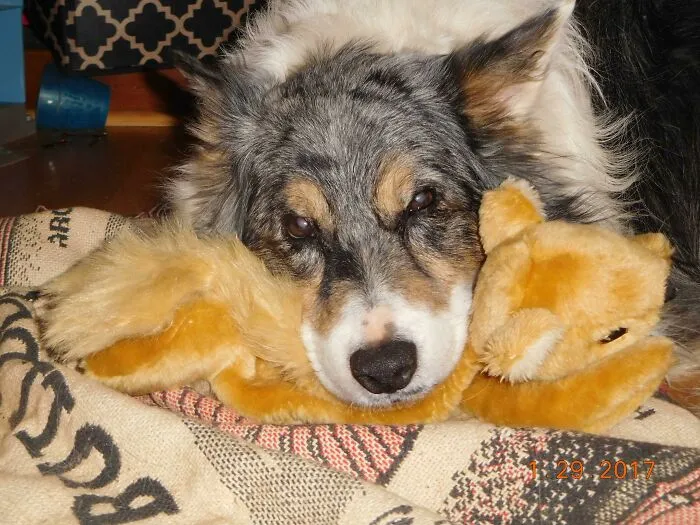For 13 Years, He Has Tried To Catch A Squirrel To No Avail. I Just Bought Him A Plush One And The Poor Deprived Dog Has Been Carrying It Around With Him Everywhere All Day And Snuggling With It. Sorry It Took Me So Long Buddy