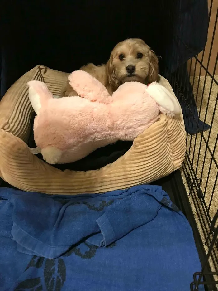 Ha elegido su peluche en la tienda de mascotas