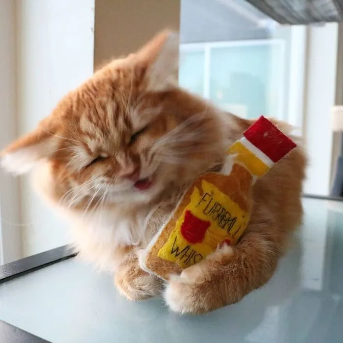 My Cat With His Catnip Toy Bottle Of "Furrball Whiskey" That He Got For His Birthday. I Think He Likes It