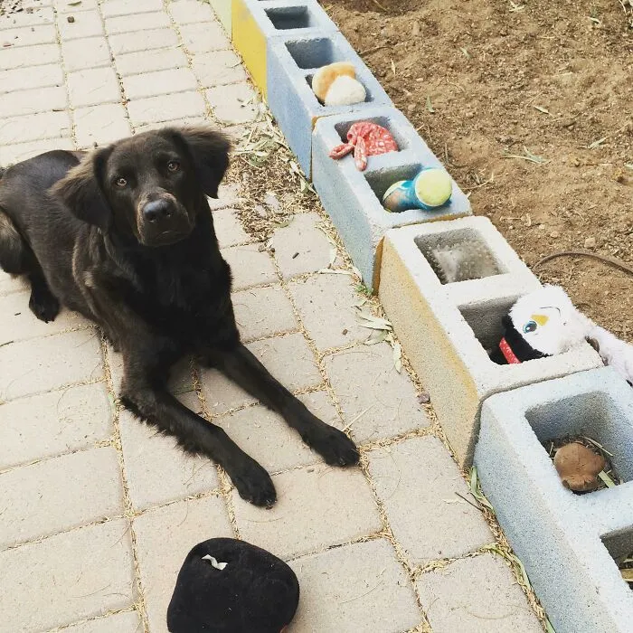 This Is Rizzo. She Likes To File Her Toys Now. I Have No Idea Why