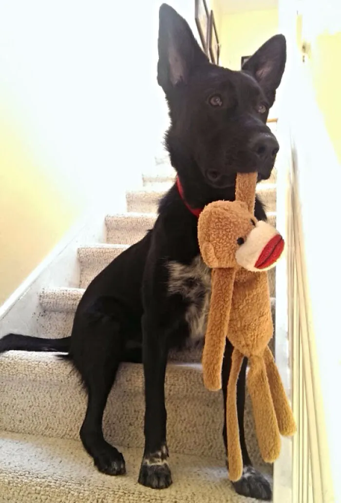 Mi perro esperando que mi marido llegue a casa