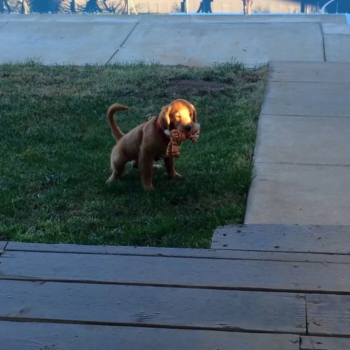 Cada mañana se lleva un peluche para ir a hacer sus cosas
