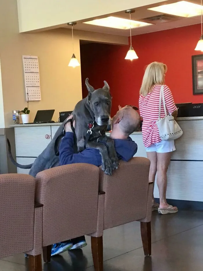 Los perros grandes también tienen miedo al veterinario