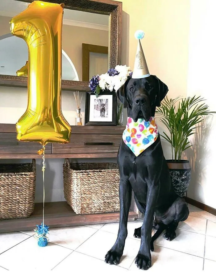 Lincoln The Dane