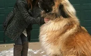 50 Dogs Who Don’t Understand How BIG They Are