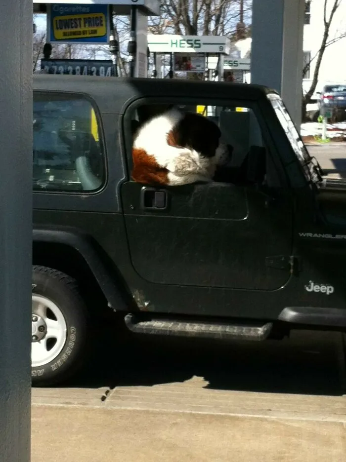 Big Doggy