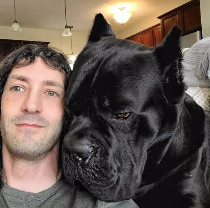 Bruce Wayne Is A Big Snuggly Cane Corso