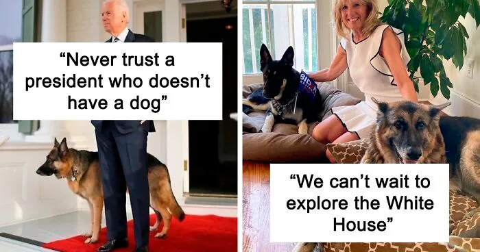 Joe Biden’s Dogs Have Twitter And Instagram Accounts And The Content Is Wholesome