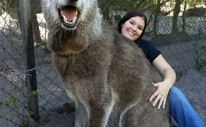 50 Dogs Who Don’t Understand How BIG They Are