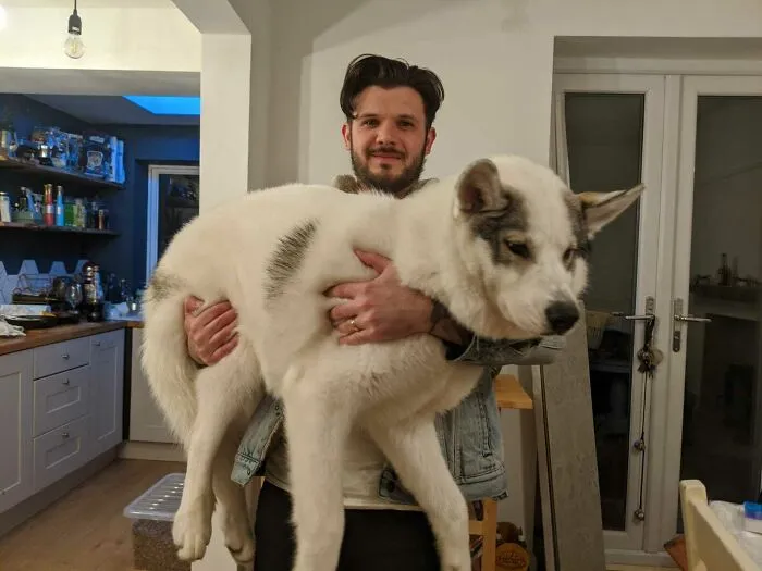 Our Now 6 1/2 Month Puppy. The Vet Has Said He Is Not At All Over Weight Just Big Boned