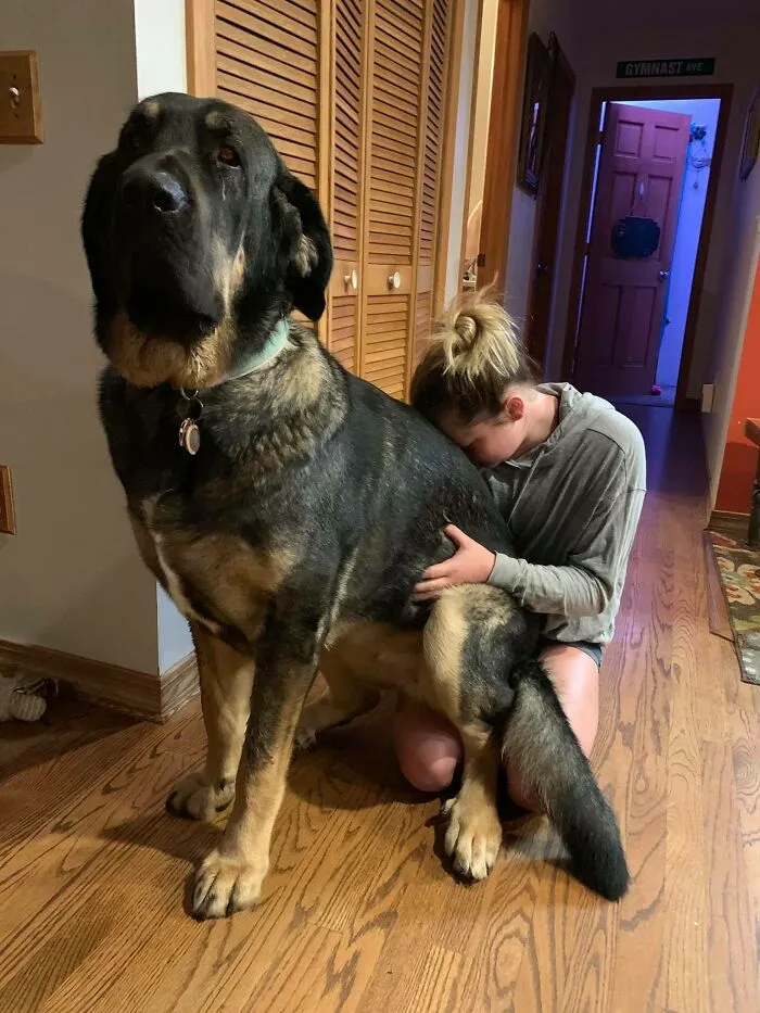 Spanish Mastiff U N I T