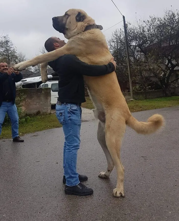Big Boi