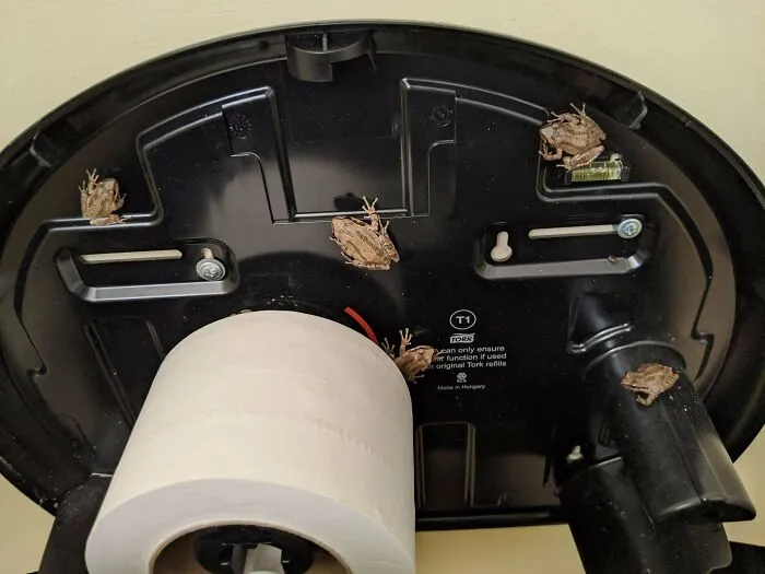Got A Complaint At Work About "Very Loud Crickets" In The Bathroom