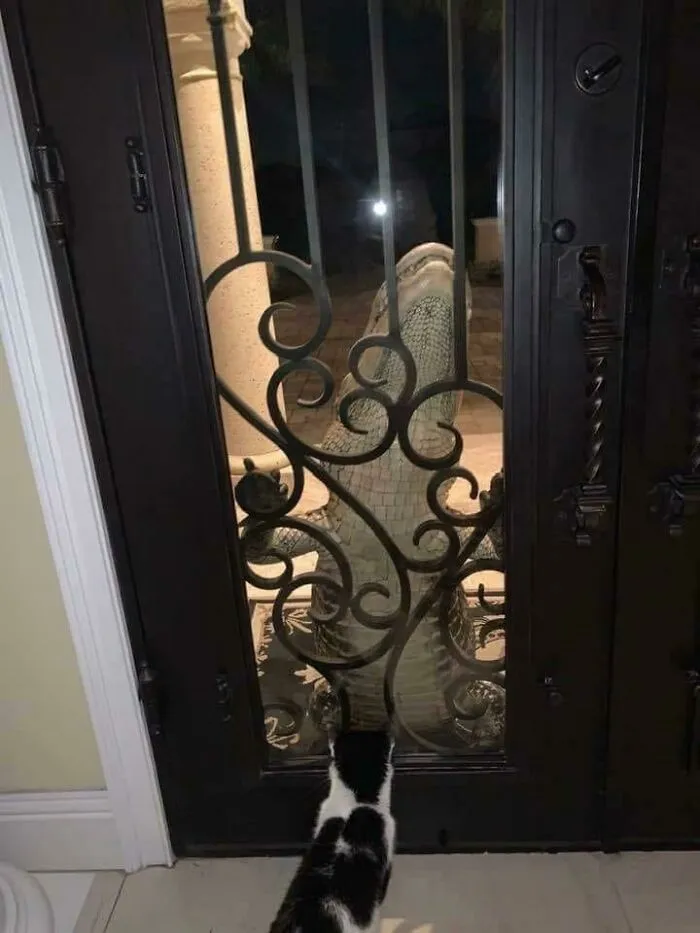 Aligator en la puerta