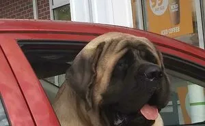 50 Dogs Who Don’t Understand How BIG They Are