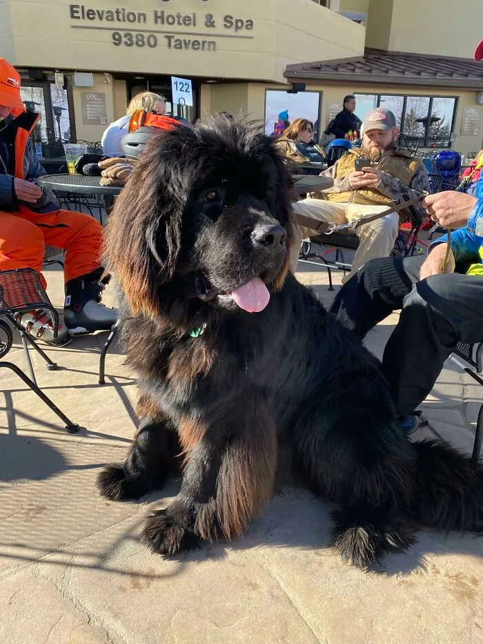 Meet Carl The 150 Pound Lion/Good Boy Hybrid