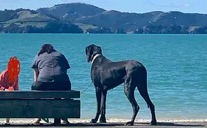 50 Dogs Who Don’t Understand How BIG They Are