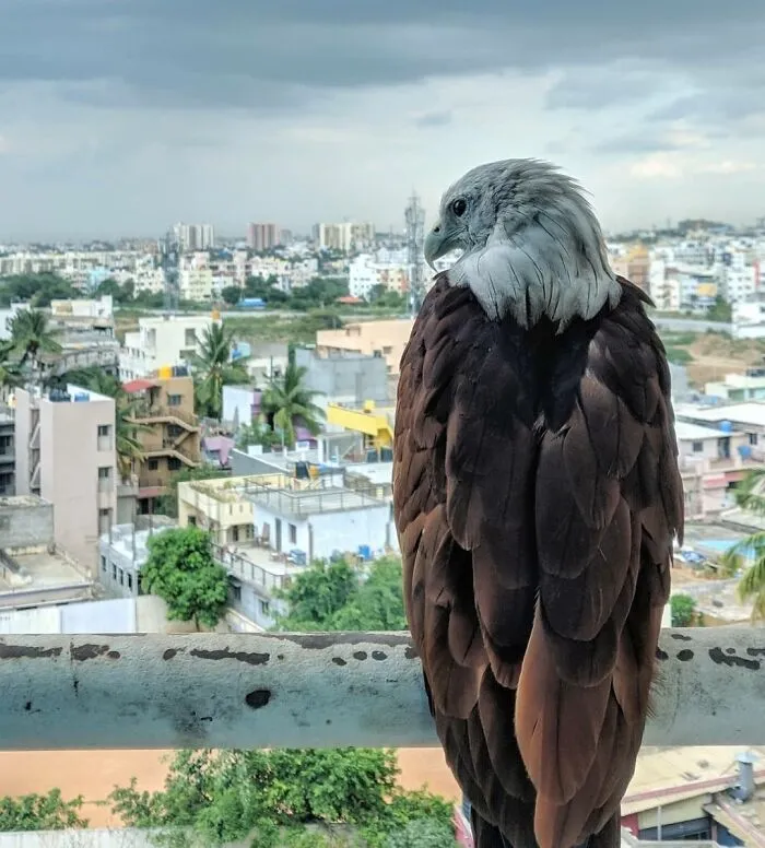 This Eagle Struck Me A Pose On The Top Floor Of A Mall