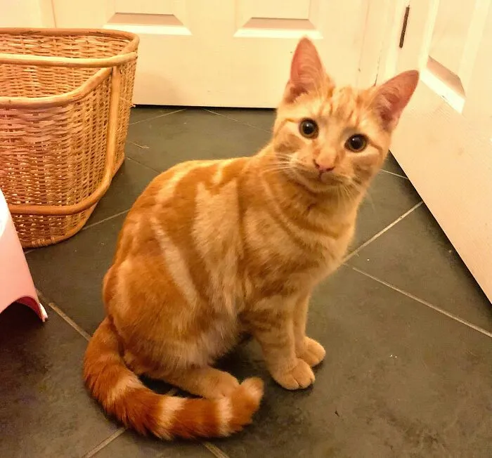 My Cat Has A Cat In His Markings