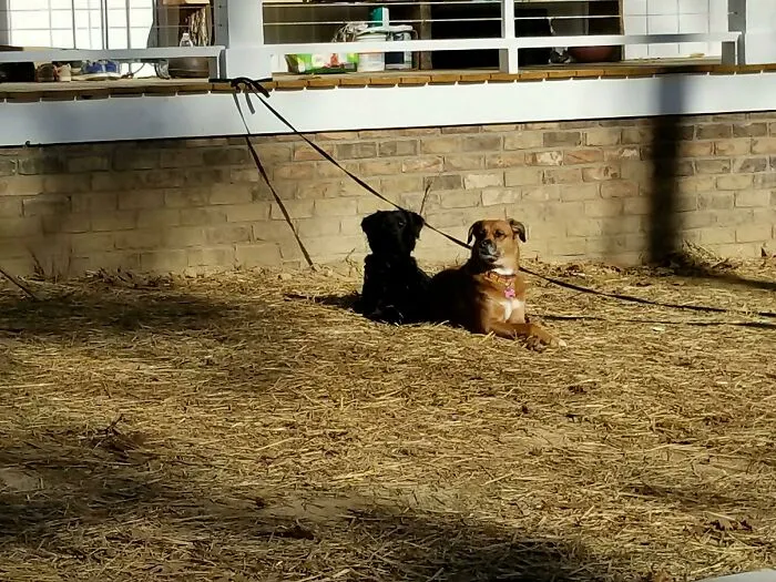 My One Dog Looks Like My Other Dog's Shadow.