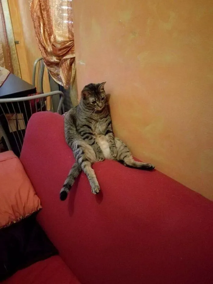 Today I Was Extremely Sad And I Thought "I Can't Wait To Go Home And See My Cat, He Will Make Me Happy". Ok Well I Found Out He Was More Depressed Than Me
