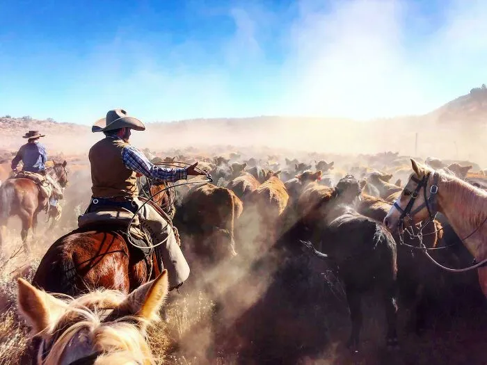 Snapped This Moment During My 12 Day - 110 Mile (800 Head Of Cattle) Drive From Utah To Arizona