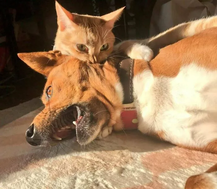 Mr. Fluffies Betrayal