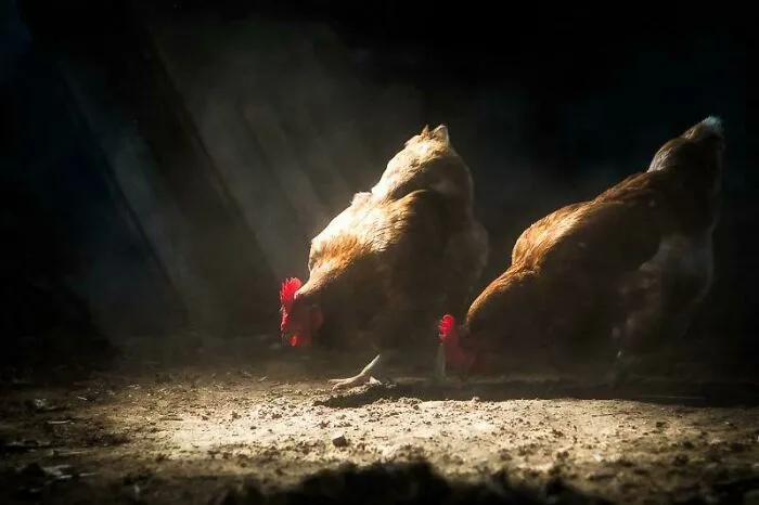 Renaissance Chickens