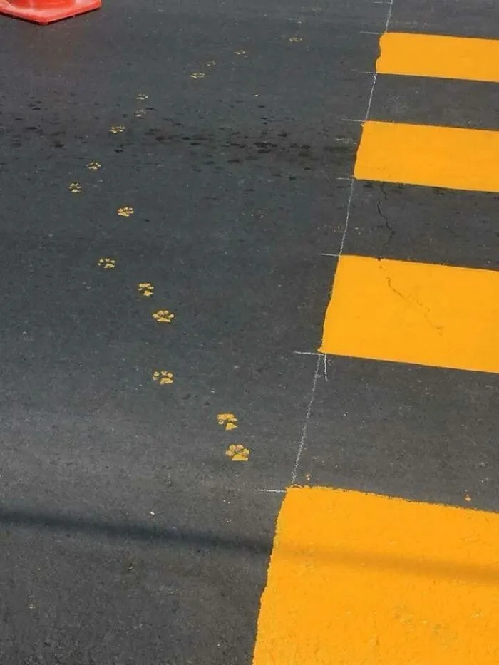 Y seguro que el gato estaba mirando al pintor a la cara