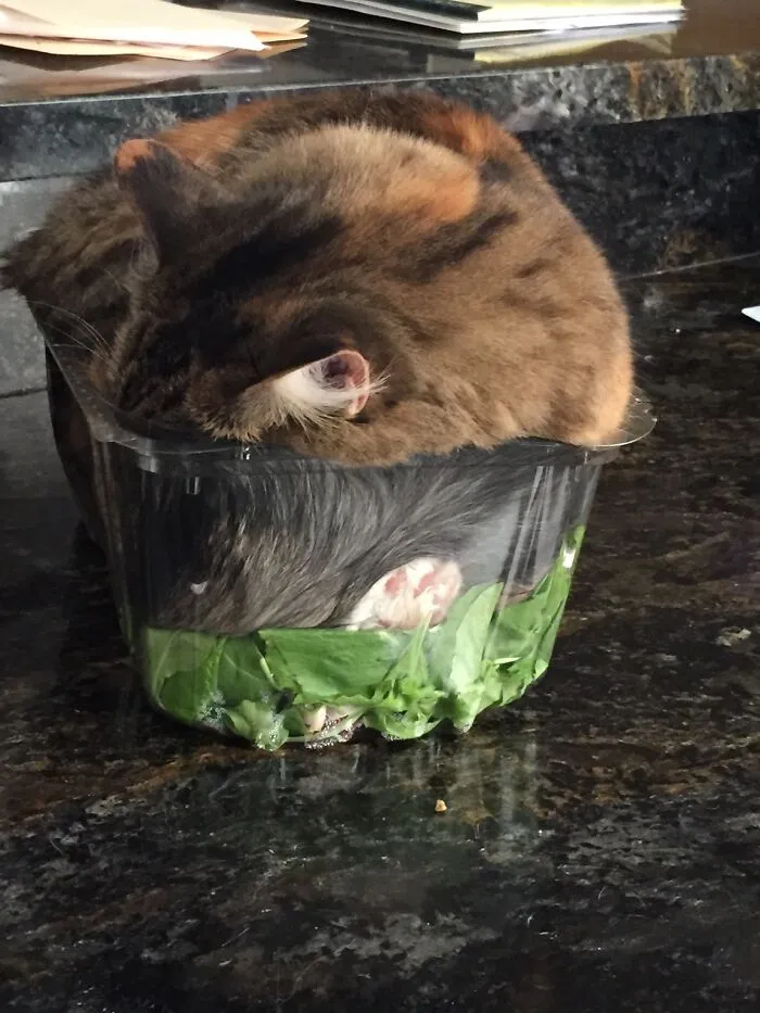 Se ha dormido en mi ensalada