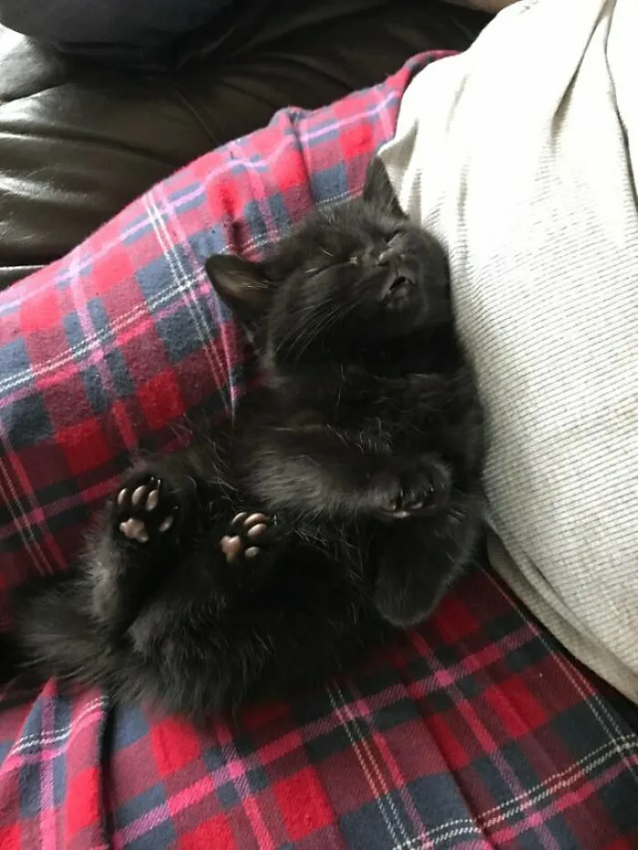 Kitten Sleeping