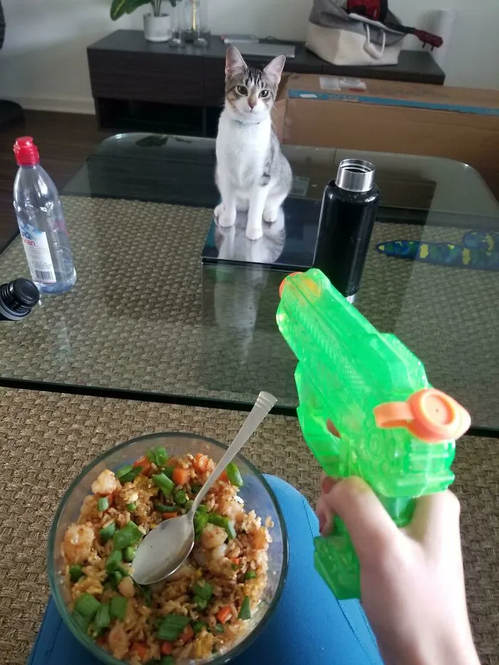 Got A New Kitten Who Has No Fear, This Is How I Have To Eat Every Meal Now 