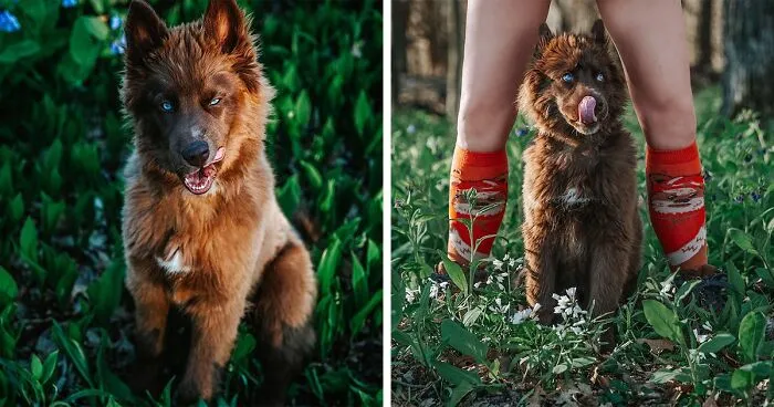 Here’s My Handsome Brown Siberian Husky Who’s Traveling With Me Across The US In Search Of A New Home (30 Pics)