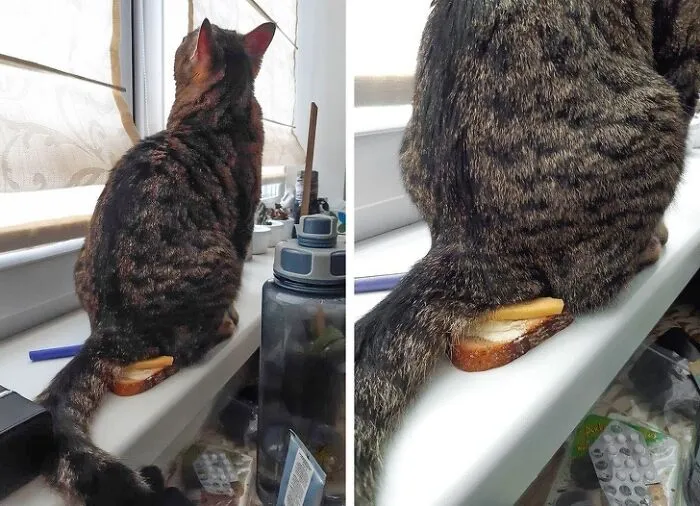 Gracias por arruinarme el desayuno