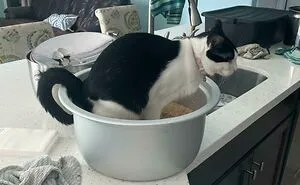 50 Hilarious Photos That Prove Cats Are The Biggest Jerks