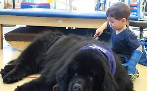 50 Dogs Who Don’t Understand How BIG They Are