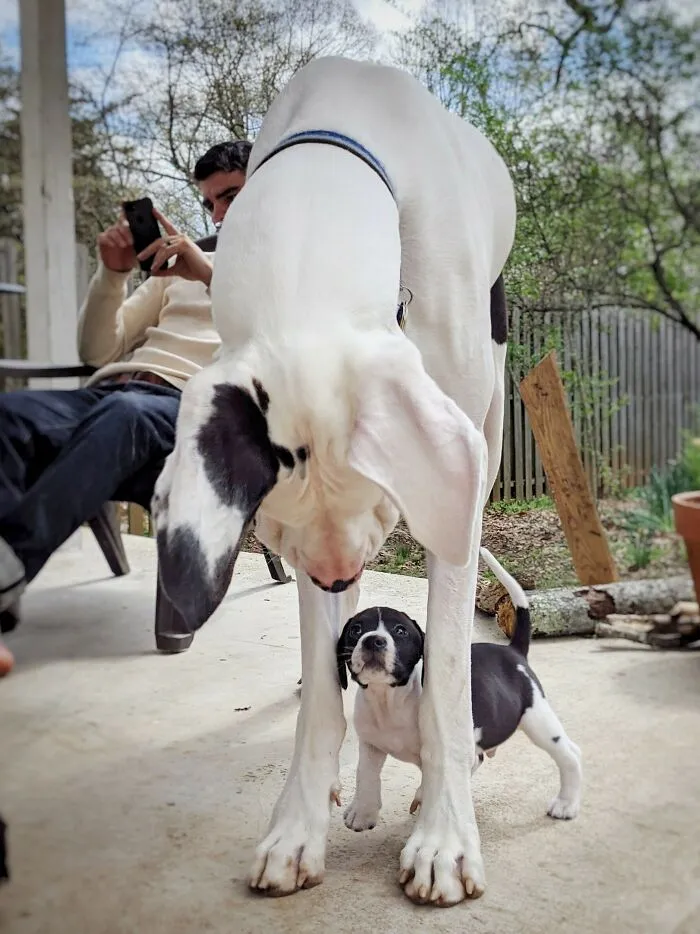 Big House Cow Meets Little House Cow