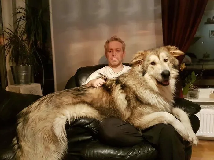 Perro faldero