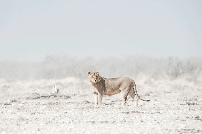 Windswept Lion