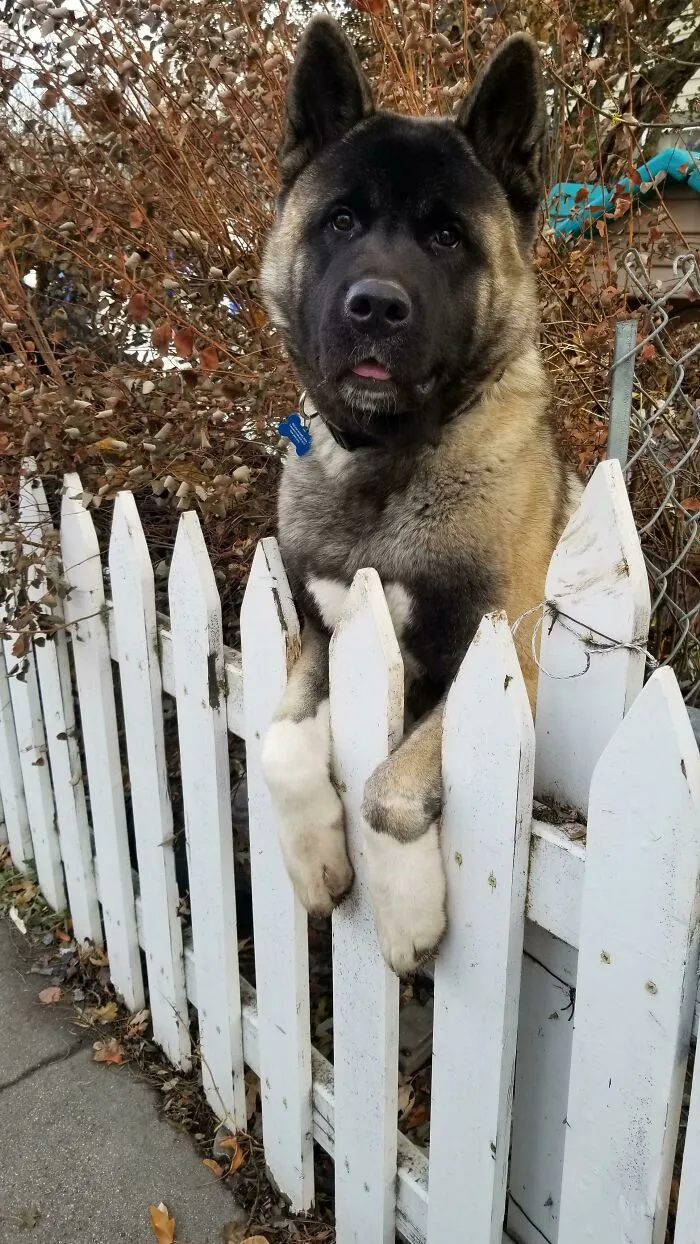 Aún es un cachorro