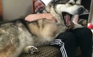 50 Dogs Who Don’t Understand How BIG They Are