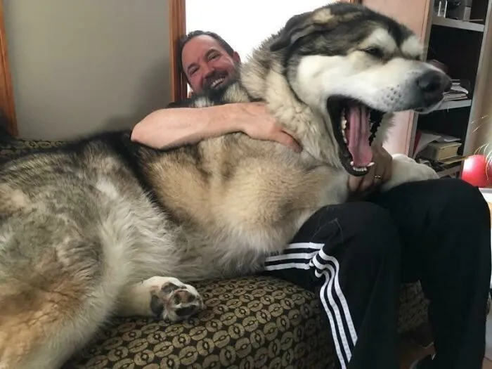 My Old Gym Teacher Beast Of A Dog. He’s 6’3ish”