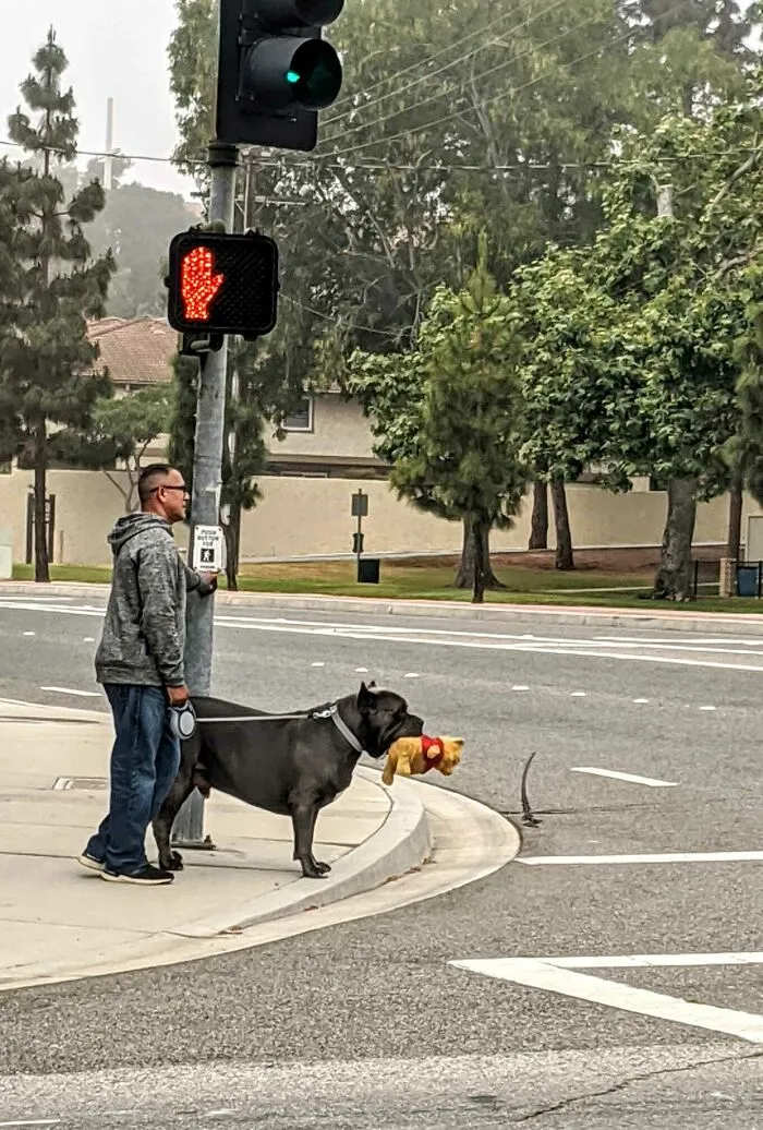 This Big Boy With His Pooh