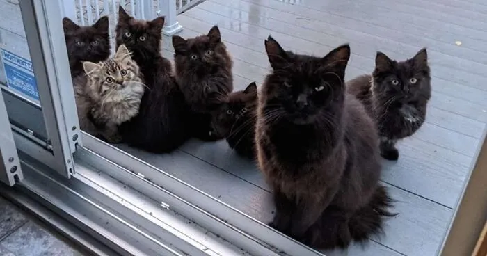 Stray Cat Brings All Her Babies To A Woman Who Gave Her Food And Helped Her