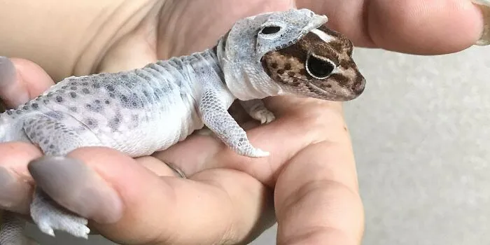 This Tiny Lizard Perfectly Shedding Looks Like He's Wearing A Tiny Lizard Space Suit