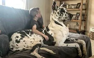 50 Dogs Who Don’t Understand How BIG They Are