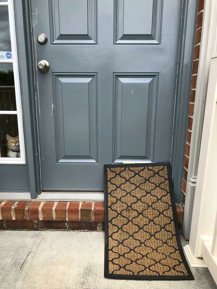 Took A Pic Of My "Hidden" UPS Package And My Cat Decided To Bomb The Photo
