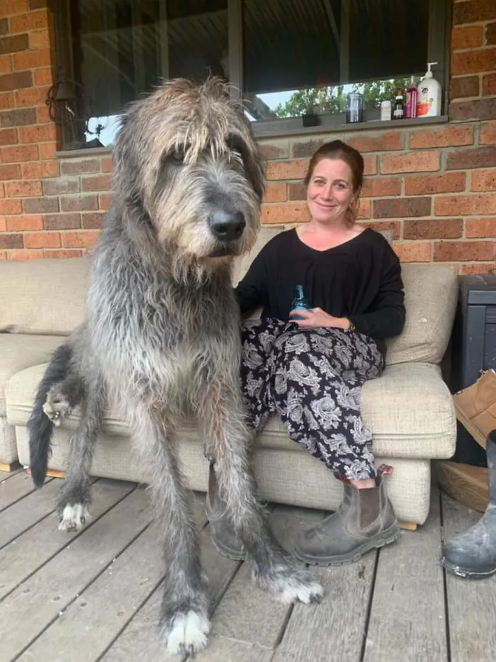 Seamus The Irish Wolfhound Is A Gentle Giant