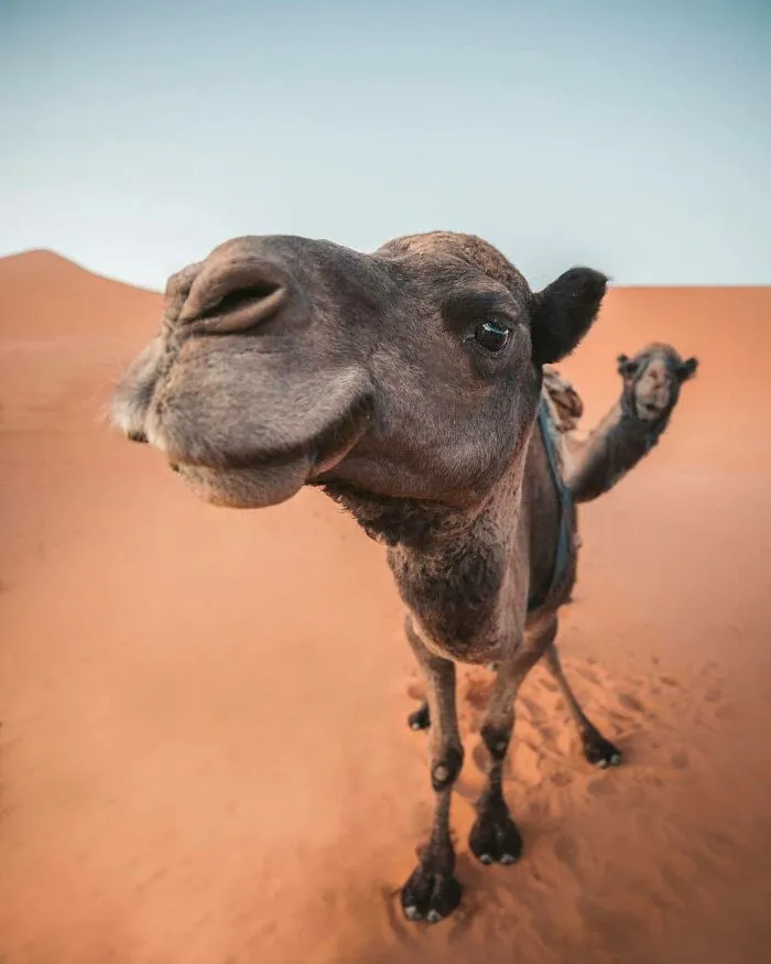 Making Friends With Some Locals In Morocco A Few Weeks Ago. The Guy In The Back Liked To Photobomb Every Pic And I Wasn’t Complaining