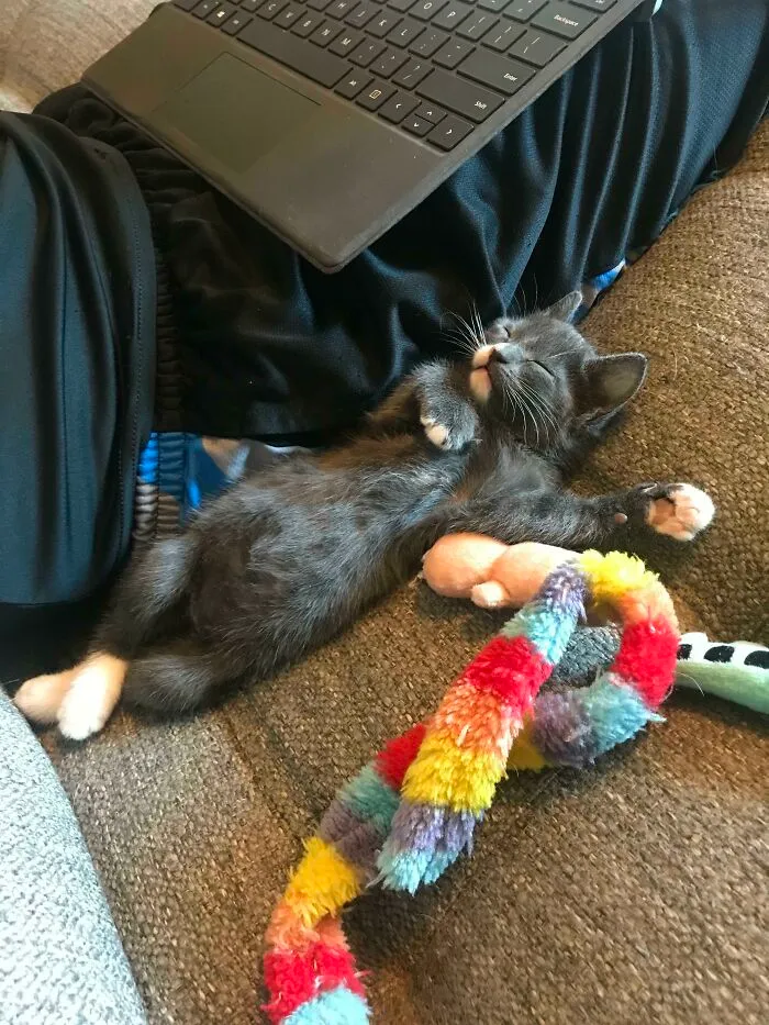 When You’re Napping But You Also Have To Practice Your Ballet